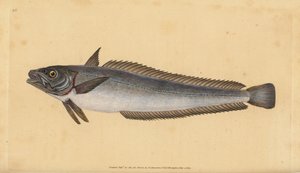 European hake, Merluccius merluccius
