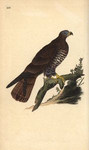 European honey buzzard, Pernis apivorus. Handcoloured copperplate from Natural History of British Birds, London