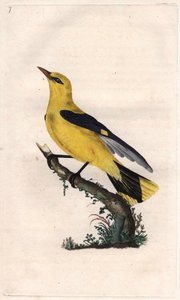 European loriot. Oriolus oriolus