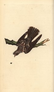 European nightjar, Caprimulgus europaeus. Handcoloured copperplate from Natural History of British Birds, London