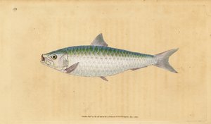 European pilchard, Sardina pilchardus