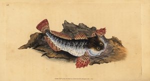 Father lasher or sea scorpion, handcoloured copperplate drawn and engraved by Edward Donovan from his Natural History of British Fishes