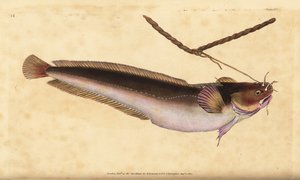 Fivebeard Rockling, Ciliata mustela (Five-bearded Cod Fish, Gadus mustela). Handcoloured Copperplate Drawn and Engraved by Edward Donovan from His Natural History of British Fishes, Donovan and F.C. and J. Rivington, London