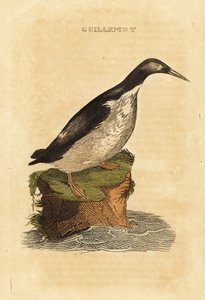Foolish Guillemot