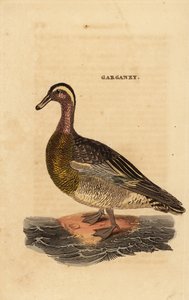 Garganey by Edward Donovan