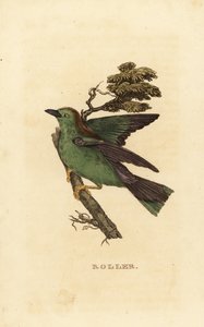 Garrulous roller or European roller, Coracias garrulus by Edward Donovan