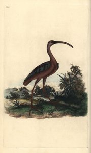Glossy Ibis, Plegadis falcinellus by Edward Donovan