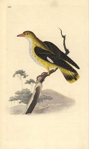 Golden Oriole (Female), Oriolus oriolus