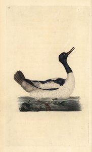 Goosander, Mergus merganser. Handcoloured copperplate drawn and engraved by Edward Donovan from his own Natural History of British Birds, London by Edward Donovan