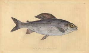 Grayling. Handcoloured copperplate by Edward Donovan from 