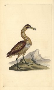 Great Bittern, Botaurus stellaris. Handcoloured copperplate from Natural History of British Birds, London