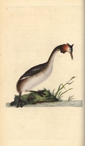Great Crested Grebe, Podiceps cristatus by Edward Donovan