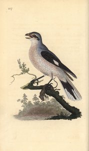 Great grey shrike (female), Lanius excubitor. Handcoloured copperplate from Natural History of British Birds, London