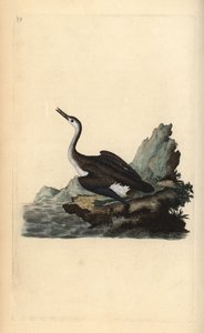 Great Northern Loon, Gavia immer. Handcoloured copperplate drawn and engraved by Edward Donovan from his Natural History of British Birds, London