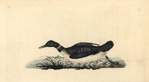 Great Northern Loon, Gavia immer by Edward Donovan