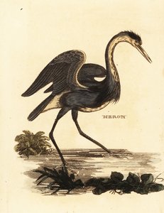 Grey Heron