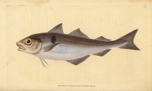 Haddock, Melanogrammus aeglefinus (Gadus aeglefinus). Vulnerable. Handcoloured copperplate drawn and engraved by Edward Donovan from his Natural History of British Fishes, Donovan and F.C. and J. Rivington, London by Edward Donovan