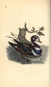 Harlequin duck, Histrionicus histrionicus by Edward Donovan