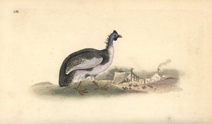 Helmeted guineafowl, Numida meleagris. Handcoloured copperplate drawn and engraved by Edward Donovan from his own Natural History of British Birds, London by Edward Donovan