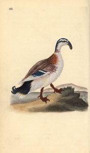 Hook-billed Mallard, Anas Platyrhynchos. Handcoloured Copperplate Drawn and Engraved by Edward Donovan from His Own 