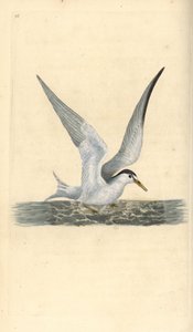 Lesser or little tern, Sternula albifrons. Handcoloured copperplate drawn and engraved by Edward Donovan from his own Natural History of British Birds, London