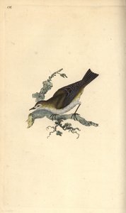Lesser Pettychaps