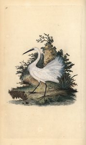 Little Egret, Egretta Garzetta. Handcoloured Copperplate Drawn and Engraved by Edward Donovan from His Own 