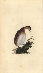 Little Grebe, Tachybaptus ruficollis. Handcoloured copperplate from Natural History of British Birds, London