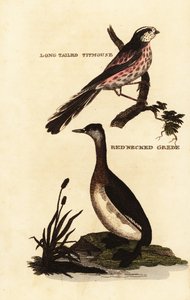 Long-tailed Tit and Red-necked Grebe by Edward Donovan