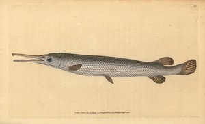 Longnose gar, Lepisosteus osseus