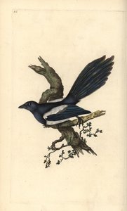 Magpie. Handcoloured copperplate by Edward Donovan from 