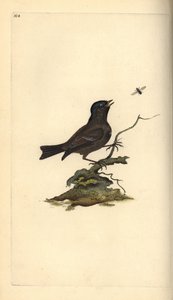 Marsh Tit, Poecile palustris. Handcoloured copperplate from Natural History of British Birds, London by Edward Donovan
