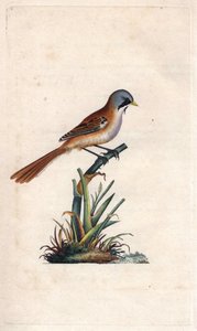 Bearded Reedling, Panurus Biarmicus. Copper Engraving by Edward Donovan, Published in 
