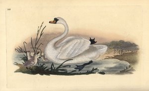 Mute swan, Cygnus olor, with chicks