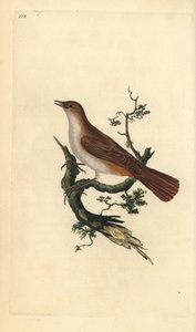 Nightingale