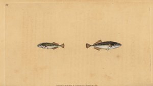 Ninespine Stickleback, Pungitius Pungitius. Handcoloured Copperplate Drawn and Engraved by Edward Donovan from His Natural History of British Fishes by Edward Donovan