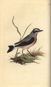 Northern Wheatear