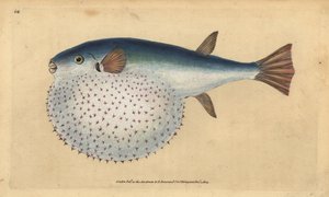 Oceanic puffer, handcoloured copperplate drawn and engraved by Edward Donovan from his Natural History of British Fishes