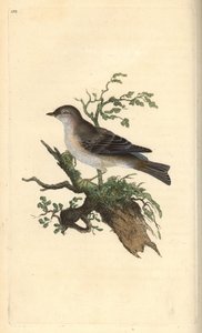 Orphean warbler, Sylvia hydrtensis, or greater pettychaps. Handcoloured copperplate from Natural History of British Birds, London