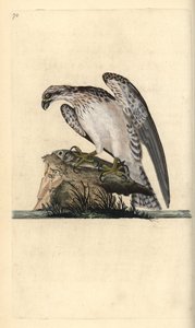 Osprey, Pandion haliaetus, standing on a caught fish. Handcoloured copperplate from Natural History of British Birds, London