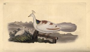 Peafowl Foot, Pavo cristatus, Female with Young