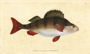 Perch, Perca fluviatilis. Handcoloured copperplate drawn and engraved by Edward Donovan from his Natural History of British Fishes, Donovan and F.C. and J. Rivington, London by Edward Donovan