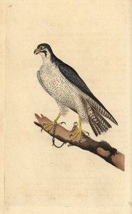 Peregrine falcon, Falco peregrinus, chained to a branch. Handcoloured copperplate from Natural History of British Birds, London