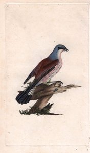 Pie Grieche Ecorcheur. Copper engraving by Edward Donovan, published in Histoire naturelle des oiseaux britanniques, London