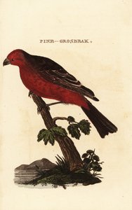 Pine Grosbeak