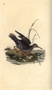 Purple Sandpiper, Calidris maritima. Handcoloured copperplate from Natural History of British Birds, London