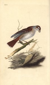 Red-Backed Shrike (Female)