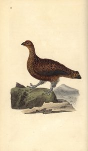 Red Grouse (Female), Lagopus scotica
