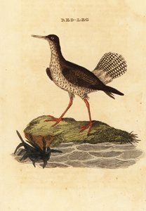 Red shank