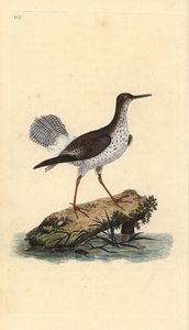 Red shank, Tringa totanus